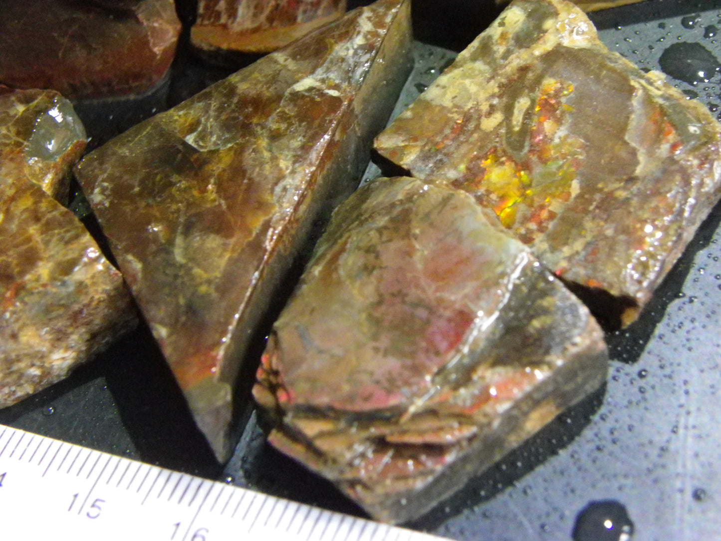 Larger Ammolite Rough Specimens Parcel 1350cts Some Red/Green/Gold Colours