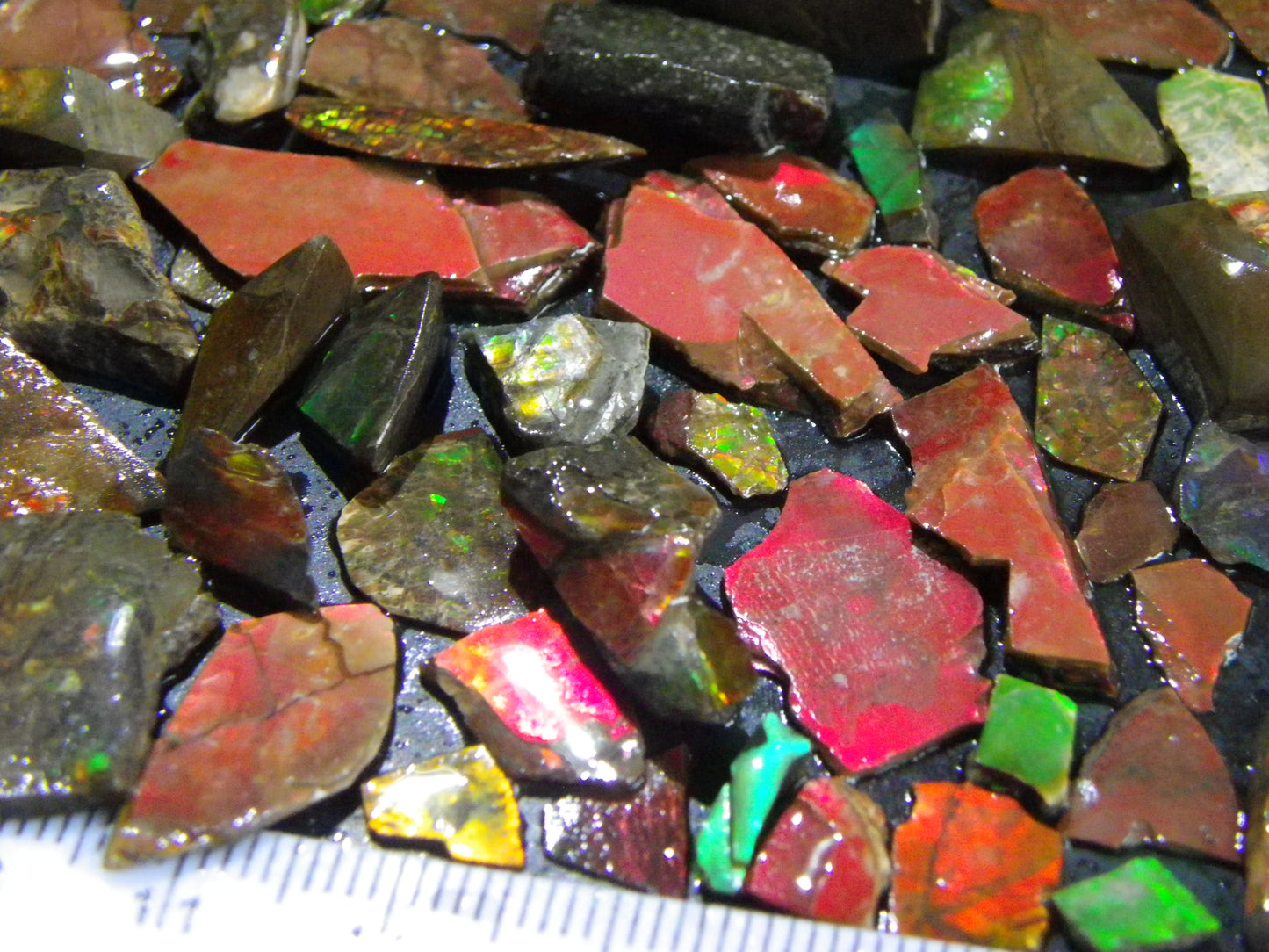 NIce Ammolite Specimens 129.2cts Bright Red/Greens Thin Flake/Preforms :)