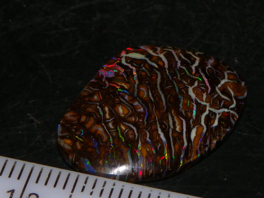 Superb Cut/Polished Koroit Opal Cab 12.6cts Patterns/Fires Red/Greens Qld Au