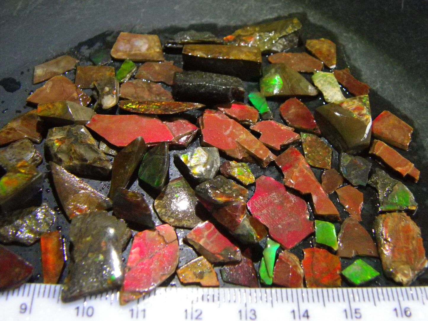 NIce Ammolite Specimens 129.2cts Bright Red/Greens Thin Flake/Preforms :)