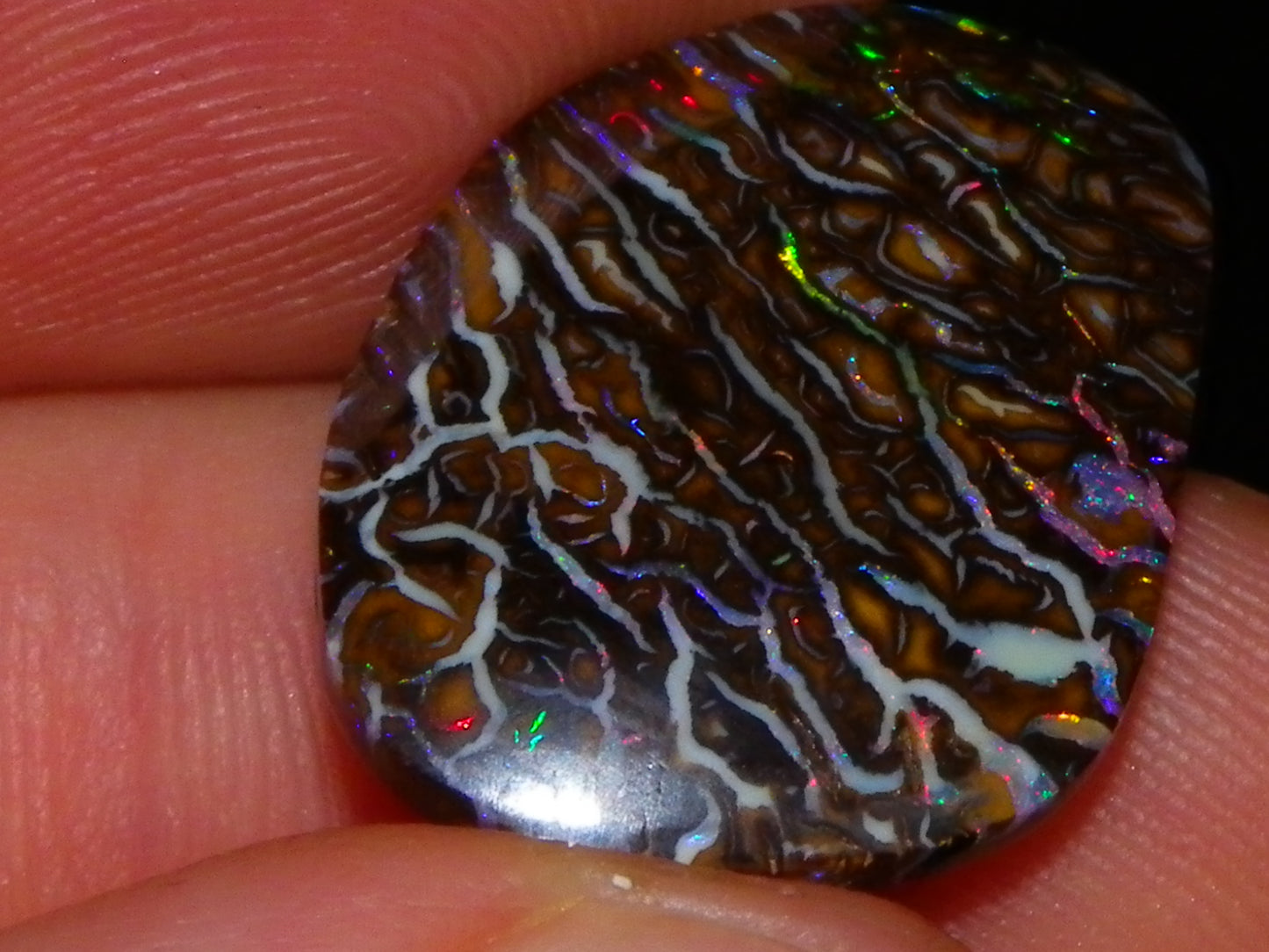 Superb Cut/Polished Koroit Opal Cab 12.6cts Patterns/Fires Red/Greens Qld Au