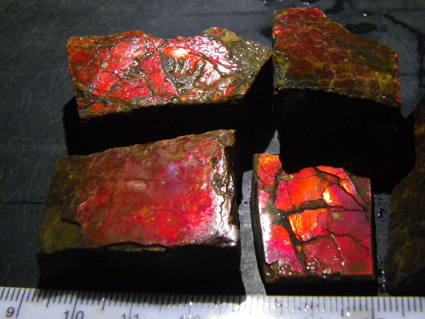 Nice Red/Orange Ammolite Parcel 476cts Alberta Canada Rough/Sliced Parcel