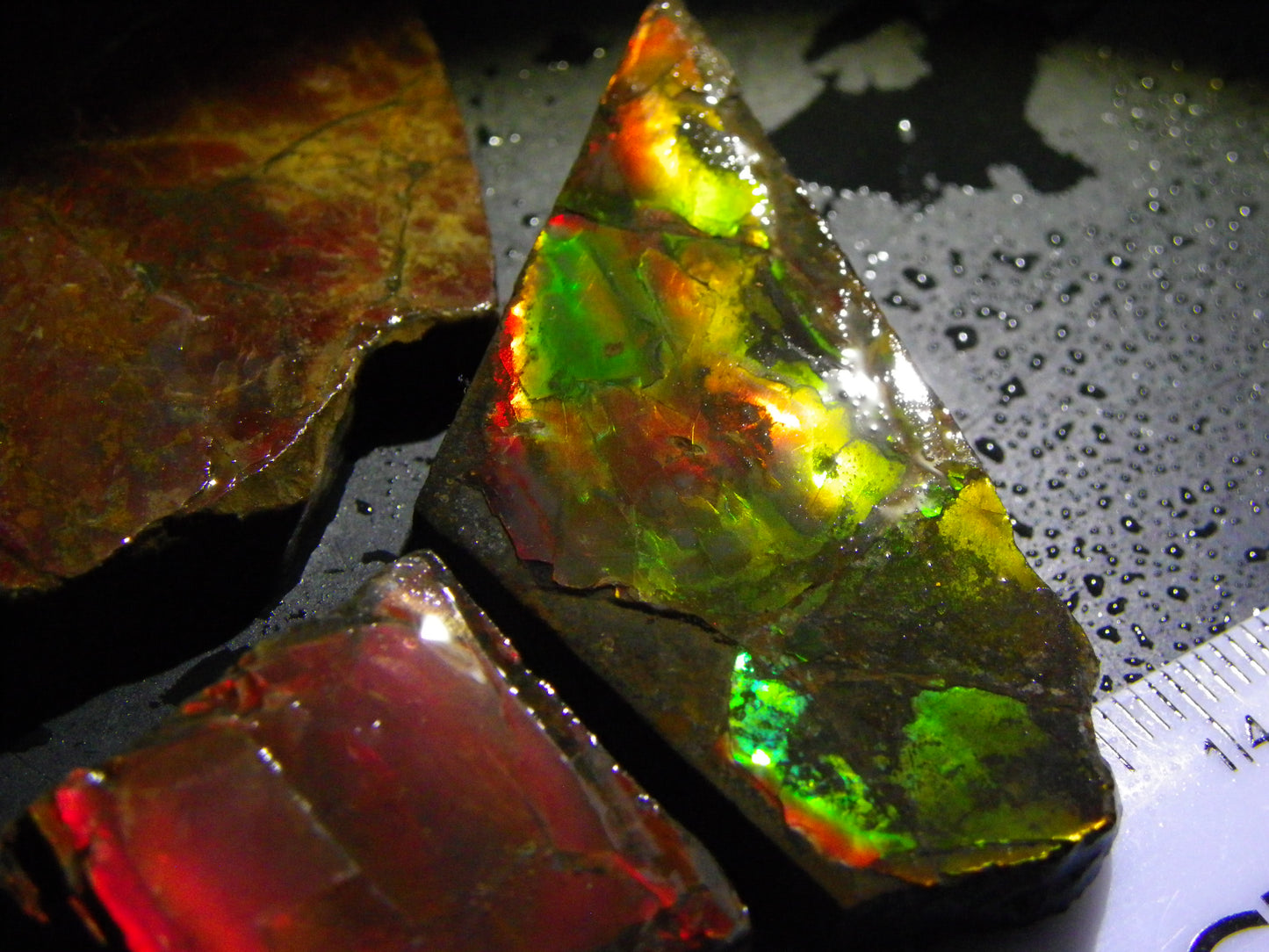NIce Quality Larger Rough Ammolite Specimens 343cts Red/Gold/Greens Canada