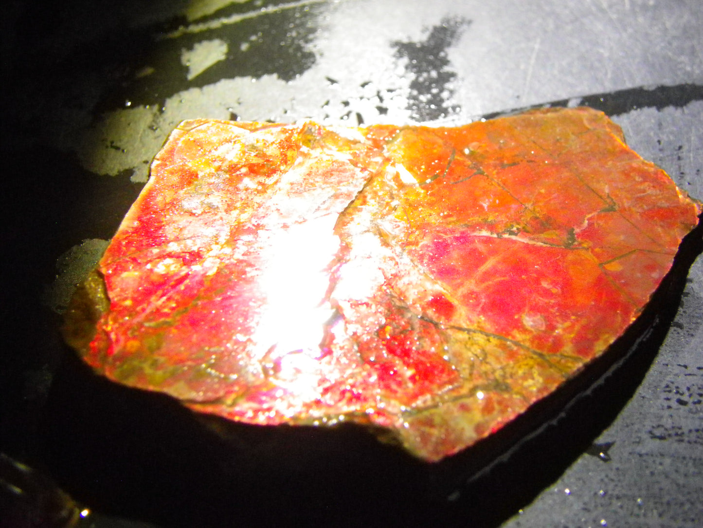 NIce Quality Larger Rough Ammolite Specimens 343cts Red/Gold/Greens Canada