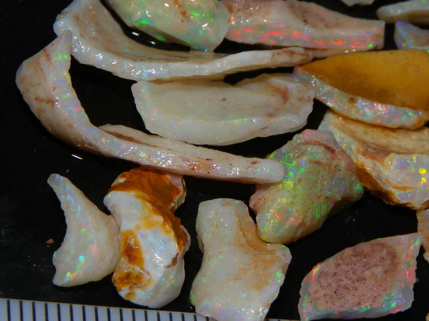 NIce Coober Pedy Fossil Opal Specimens/Pieces 51.5cts Multicolour Fires Australia