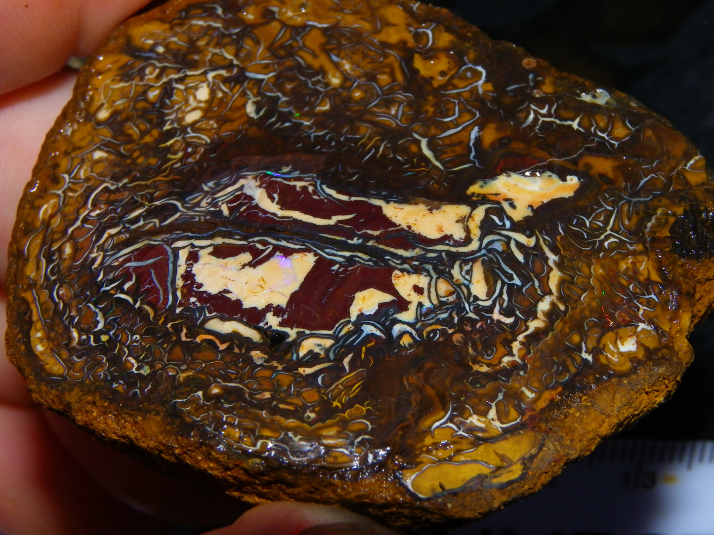 Nice Koroit Opal Nuts/Pattern Chunks/Specimens 548 Grams Queensland Australia