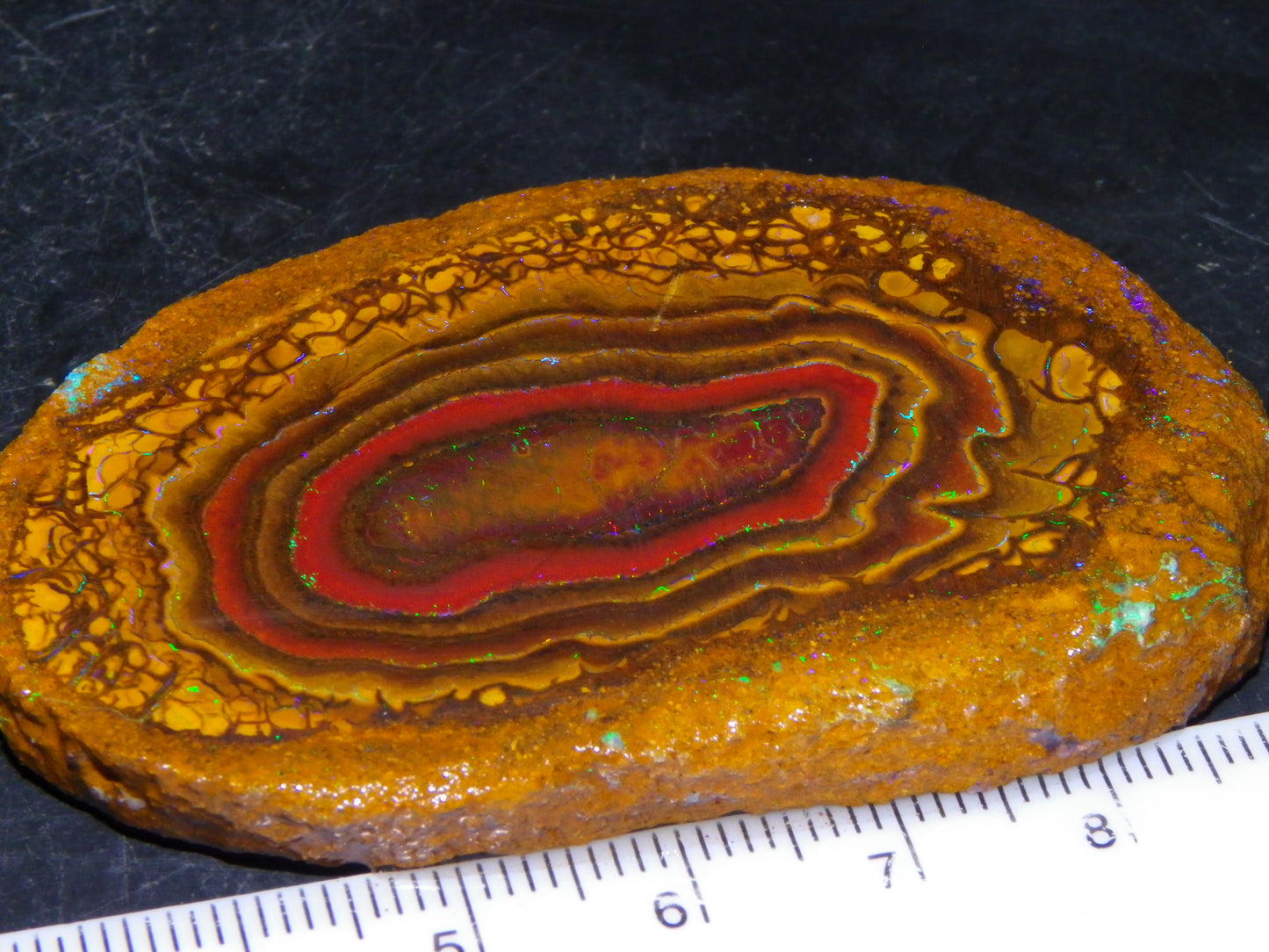 Nice Sliced Koroit Opal Nut Specimen 178cts Patterns/Fires Queensland Australia