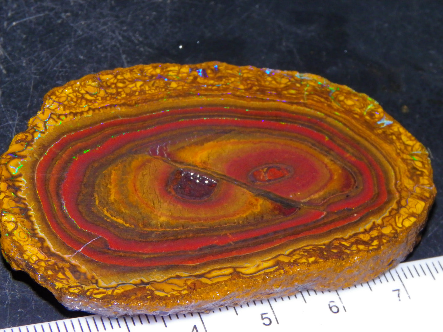 Nice Sliced Koroit Opal Nut Specimen 178cts Patterns/Fires Queensland Australia