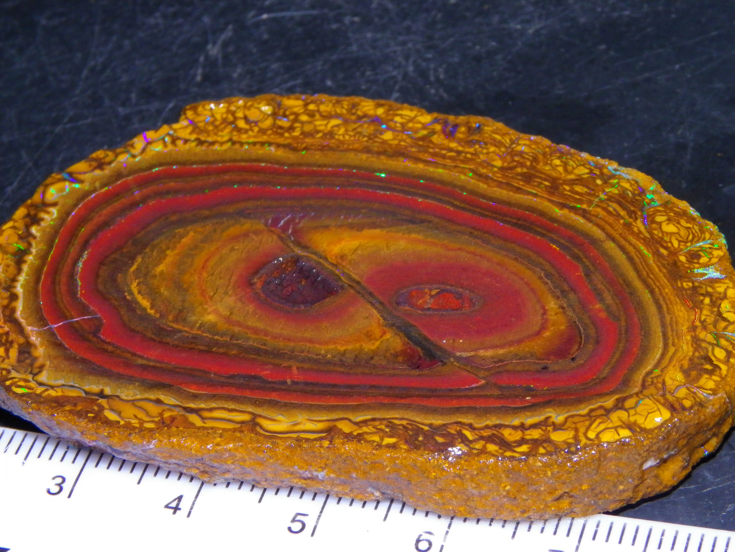 Nice Sliced Koroit Opal Nut Specimen 178cts Patterns/Fires Queensland Australia