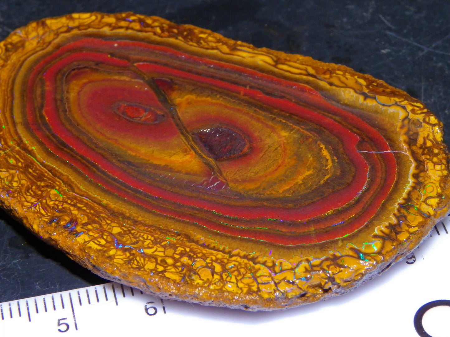 Nice Sliced Koroit Opal Nut Specimen 178cts Patterns/Fires Queensland Australia