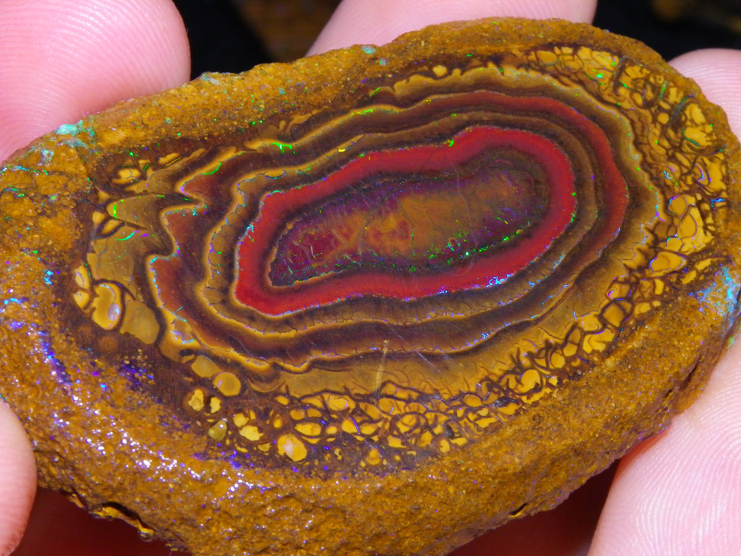 Nice Sliced Koroit Opal Nut Specimen 178cts Patterns/Fires Queensland Australia