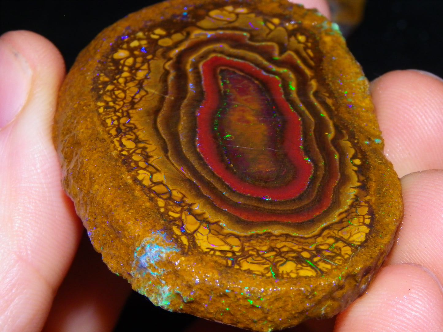 Nice Sliced Koroit Opal Nut Specimen 178cts Patterns/Fires Queensland Australia