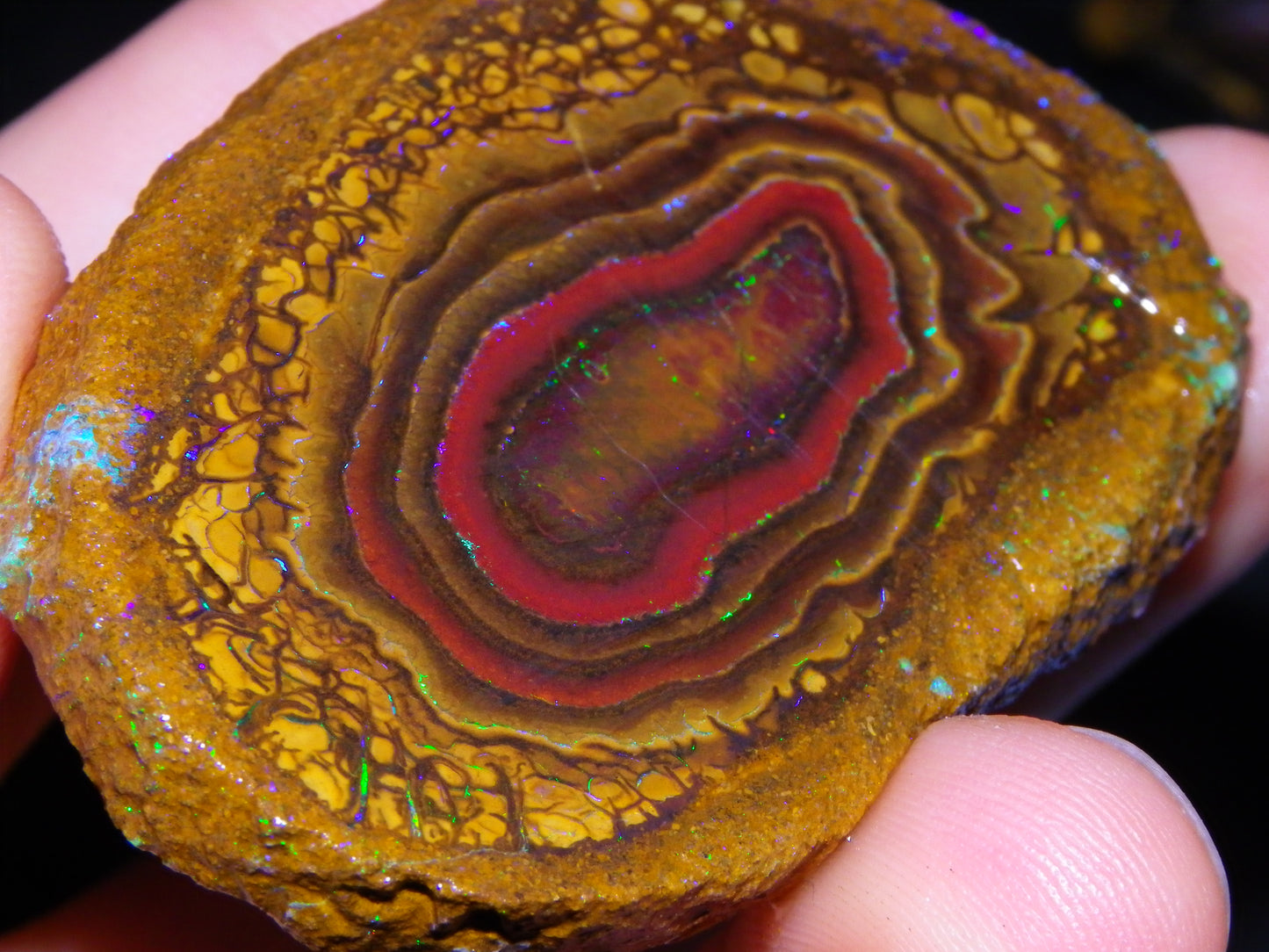 Nice Sliced Koroit Opal Nut Specimen 178cts Patterns/Fires Queensland Australia