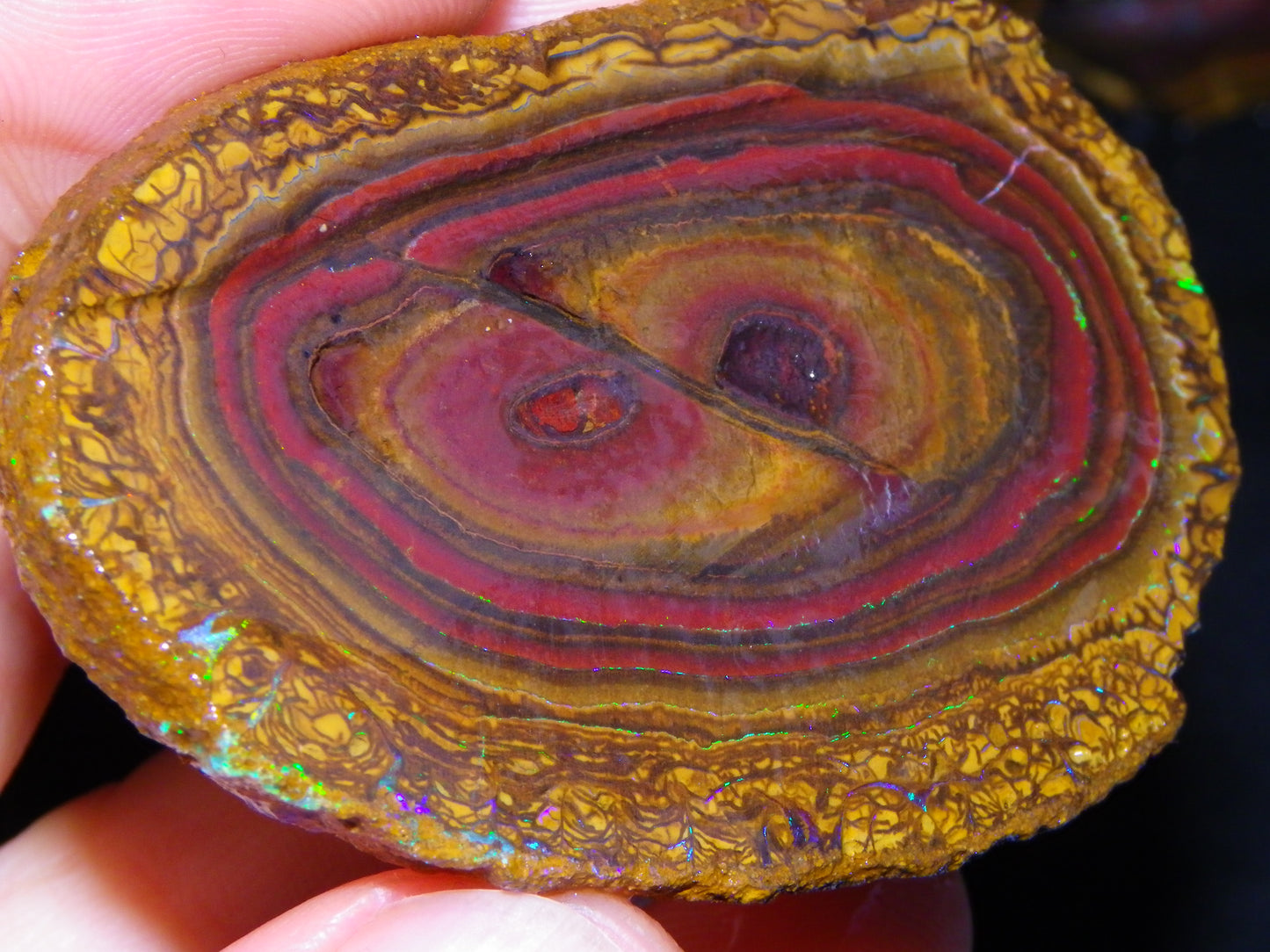 Nice Sliced Koroit Opal Nut Specimen 178cts Patterns/Fires Queensland Australia