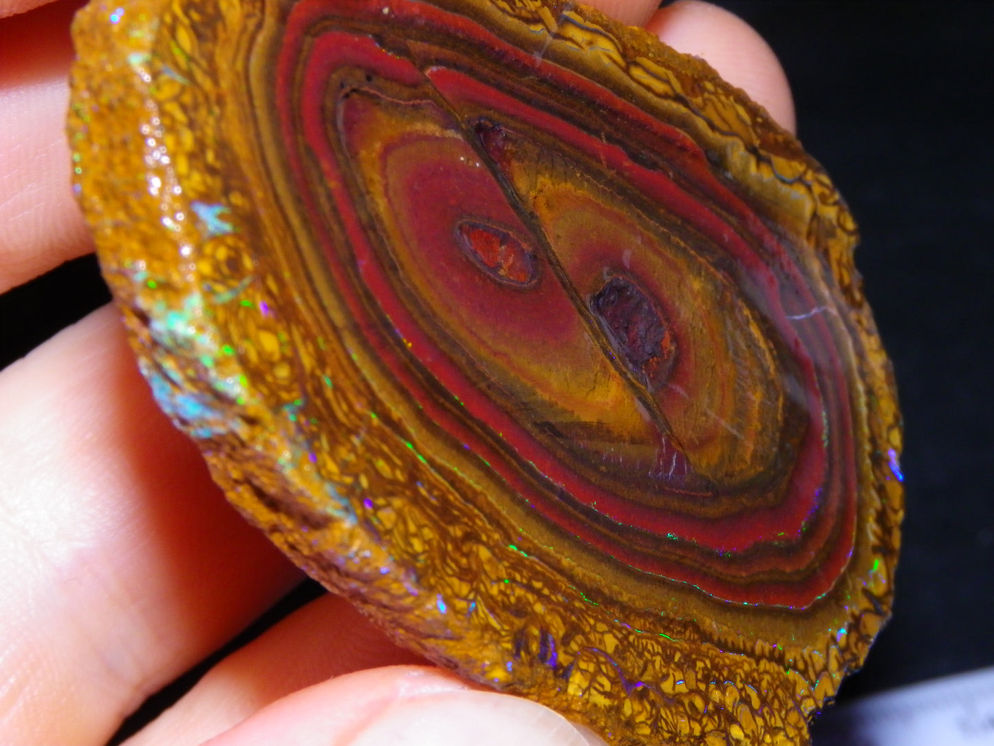 Nice Sliced Koroit Opal Nut Specimen 178cts Patterns/Fires Queensland Australia