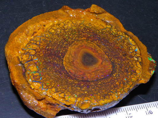 Nice Large 460cts Half Koroit Nut Fires/Patterns Skin over it, Sliced Specimen Australia