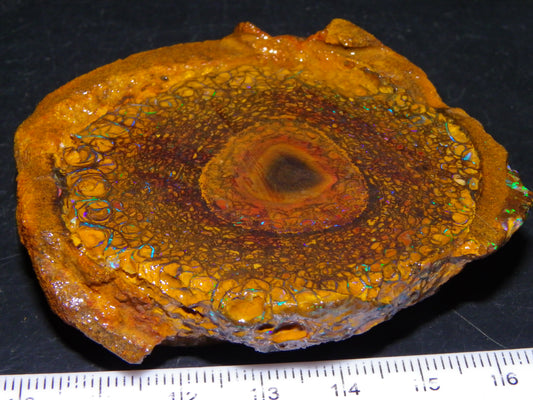 Nice Large 460cts Half Koroit Nut Fires/Patterns Skin over it, Sliced Specimen Australia