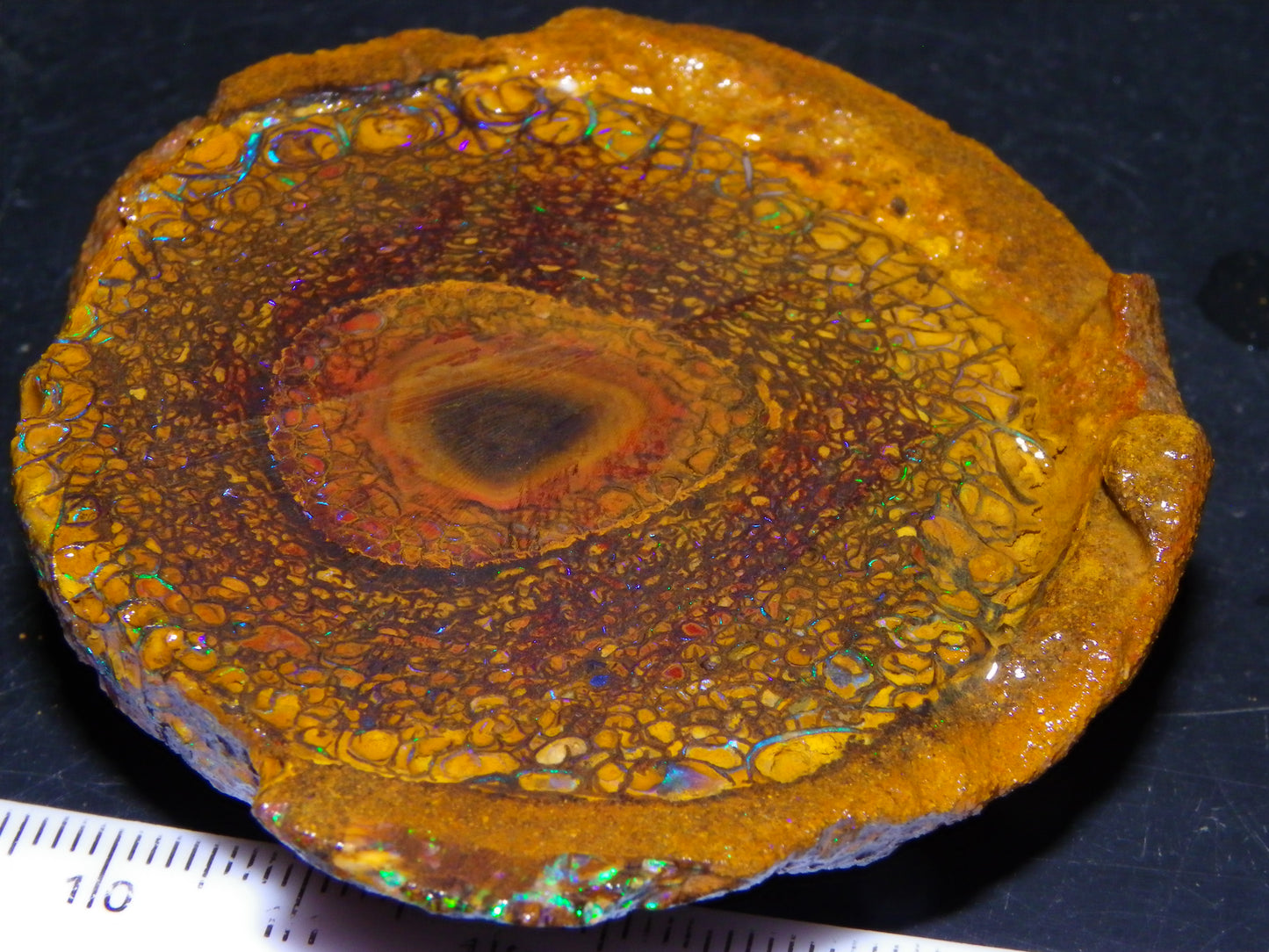 Nice Large 460cts Half Koroit Nut Fires/Patterns Skin over it, Sliced Specimen Australia