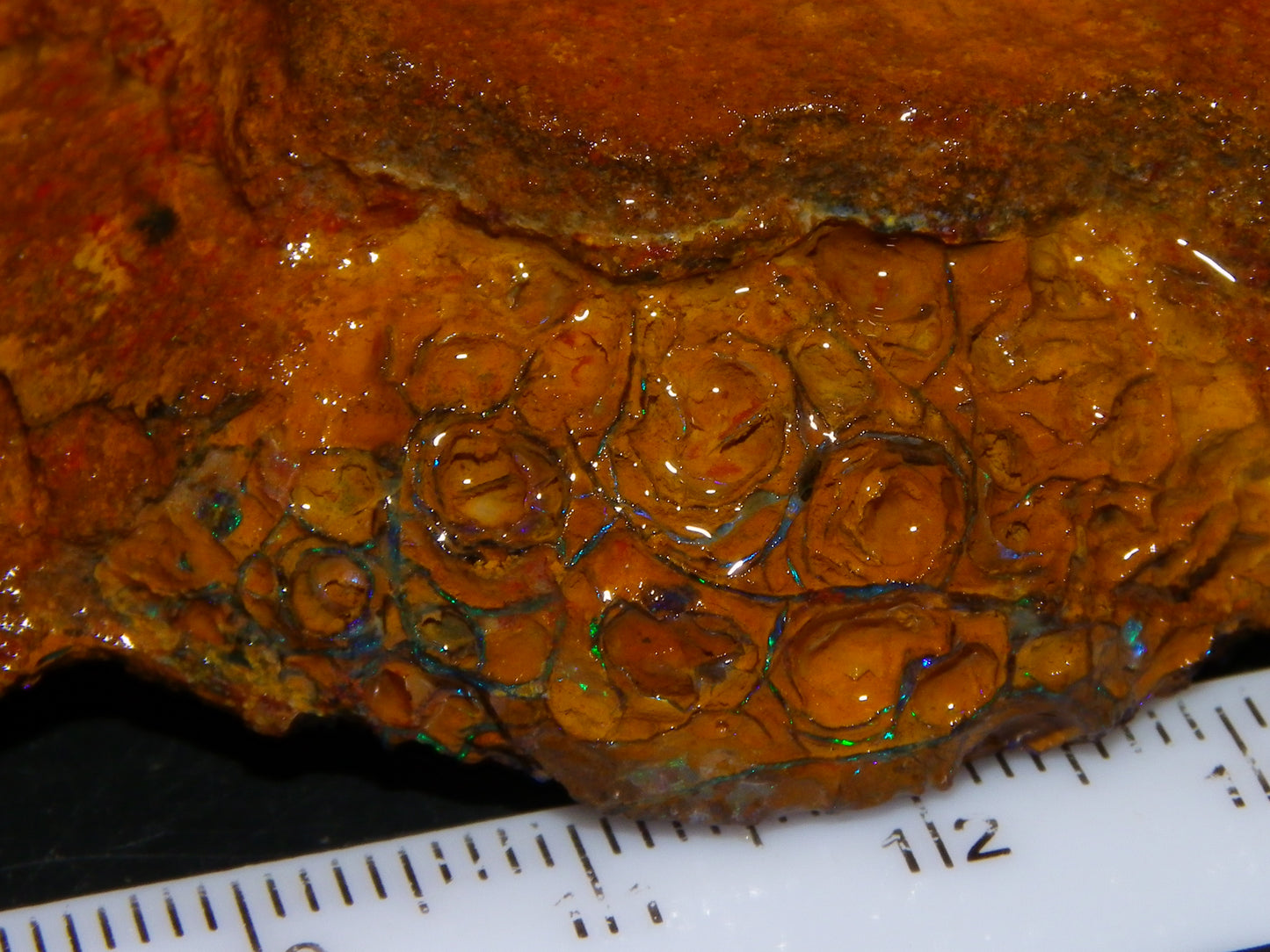 Nice Large 460cts Half Koroit Nut Fires/Patterns Skin over it, Sliced Specimen Australia