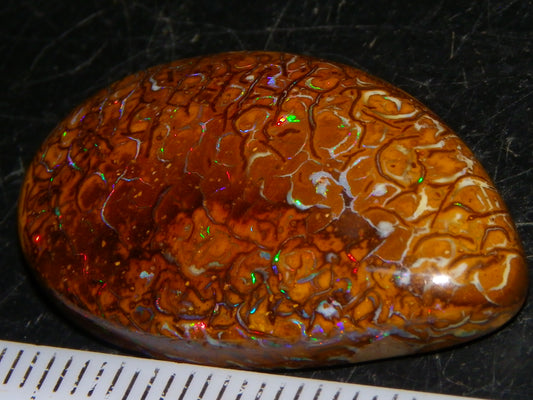 Nice Koroit Opal Skin Nut Cab 23.7cts Red/Green Fires/Patterns Queensland Australia