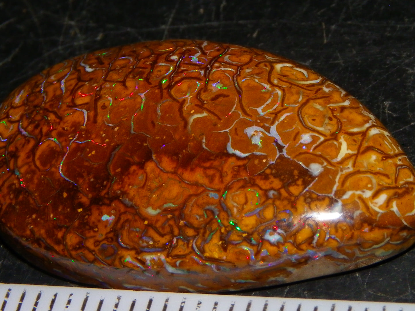 Nice Koroit Opal Skin Nut Cab 23.7cts Red/Green Fires/Patterns Queensland Australia
