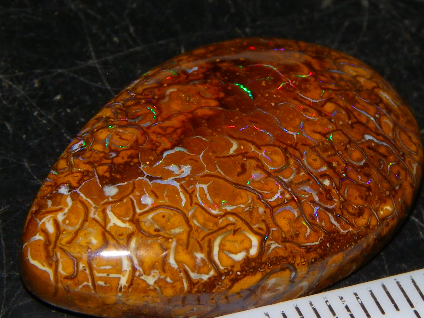 Nice Koroit Opal Skin Nut Cab 23.7cts Red/Green Fires/Patterns Queensland Australia