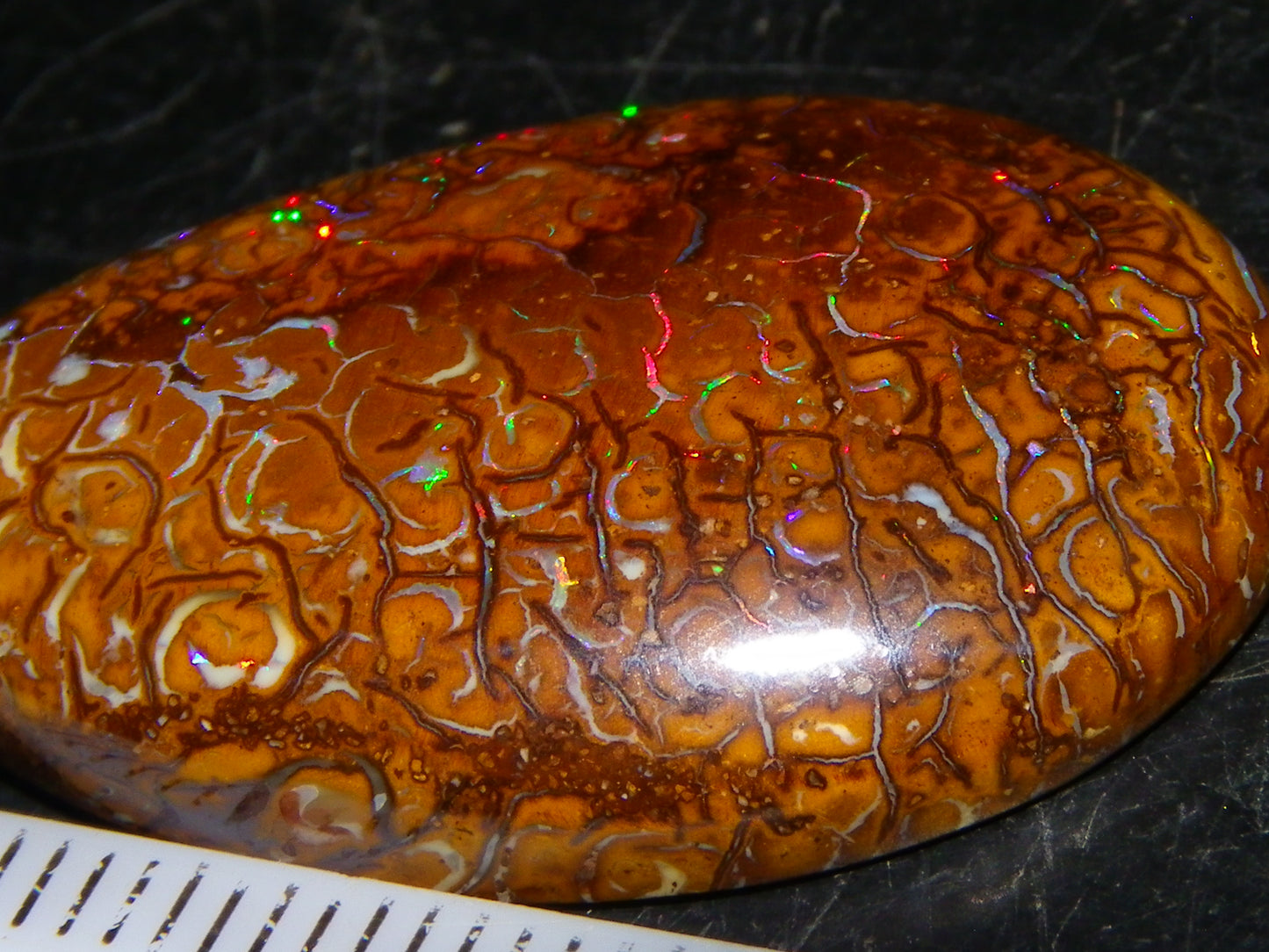 Nice Koroit Opal Skin Nut Cab 23.7cts Red/Green Fires/Patterns Queensland Australia