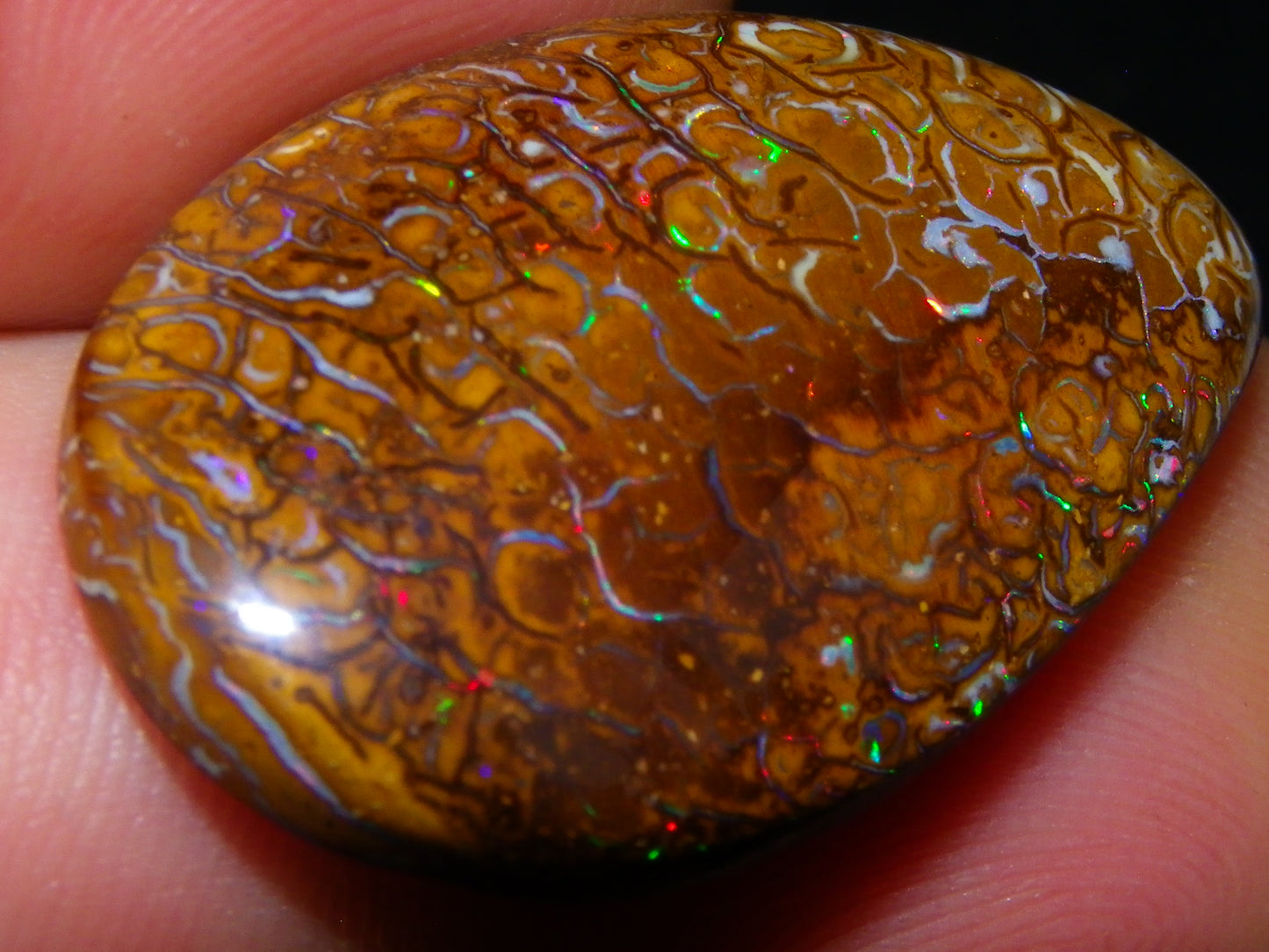 Nice Koroit Opal Skin Nut Cab 23.7cts Red/Green Fires/Patterns Queensland Australia