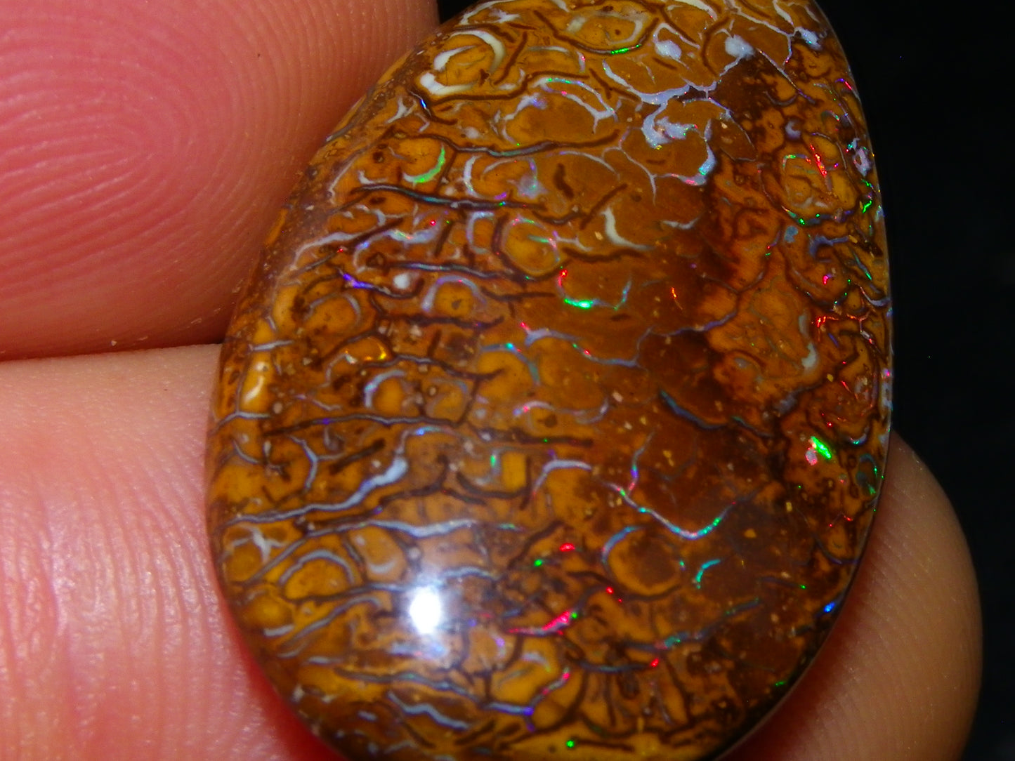 Nice Koroit Opal Skin Nut Cab 23.7cts Red/Green Fires/Patterns Queensland Australia