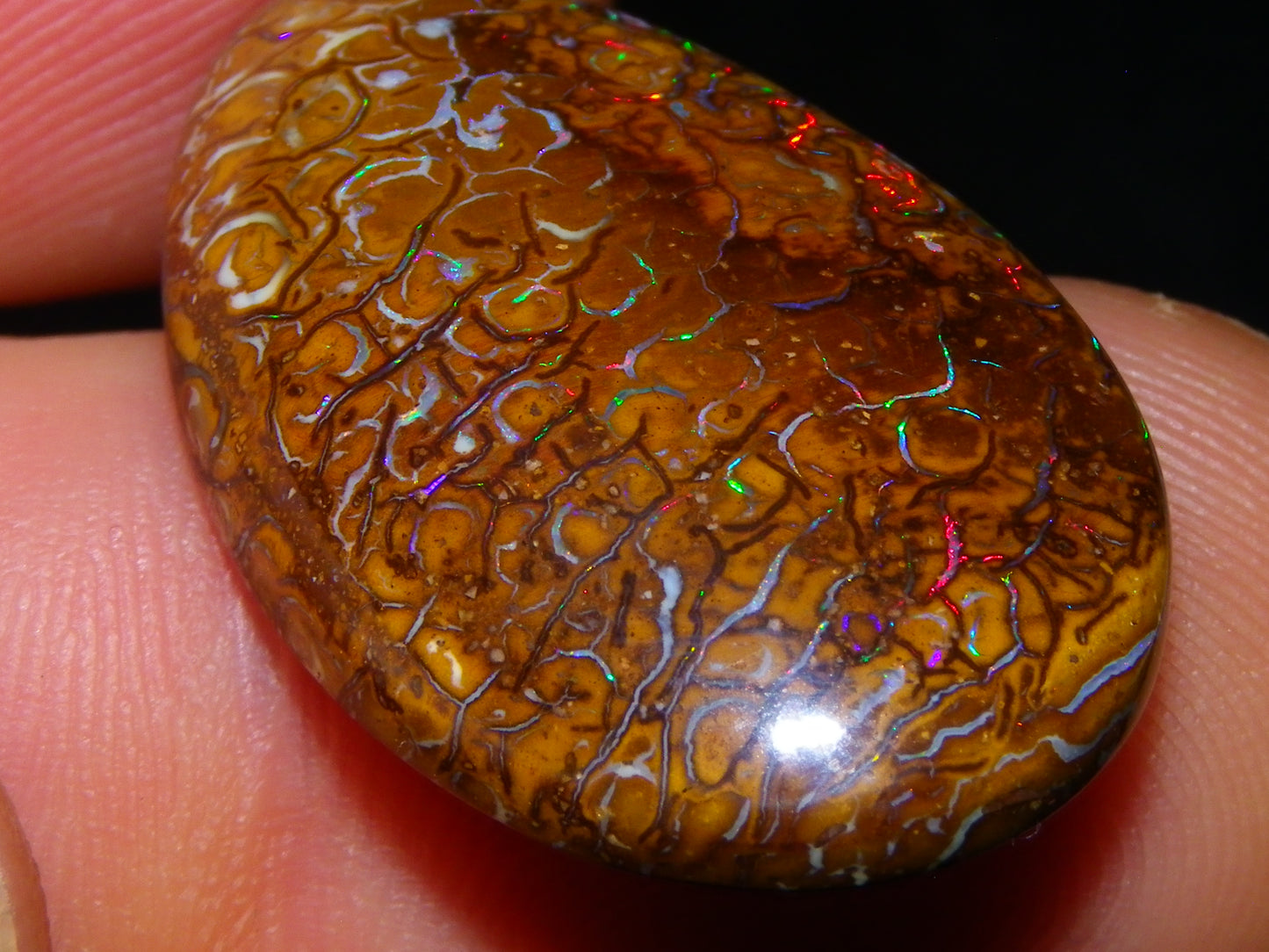 Nice Koroit Opal Skin Nut Cab 23.7cts Red/Green Fires/Patterns Queensland Australia