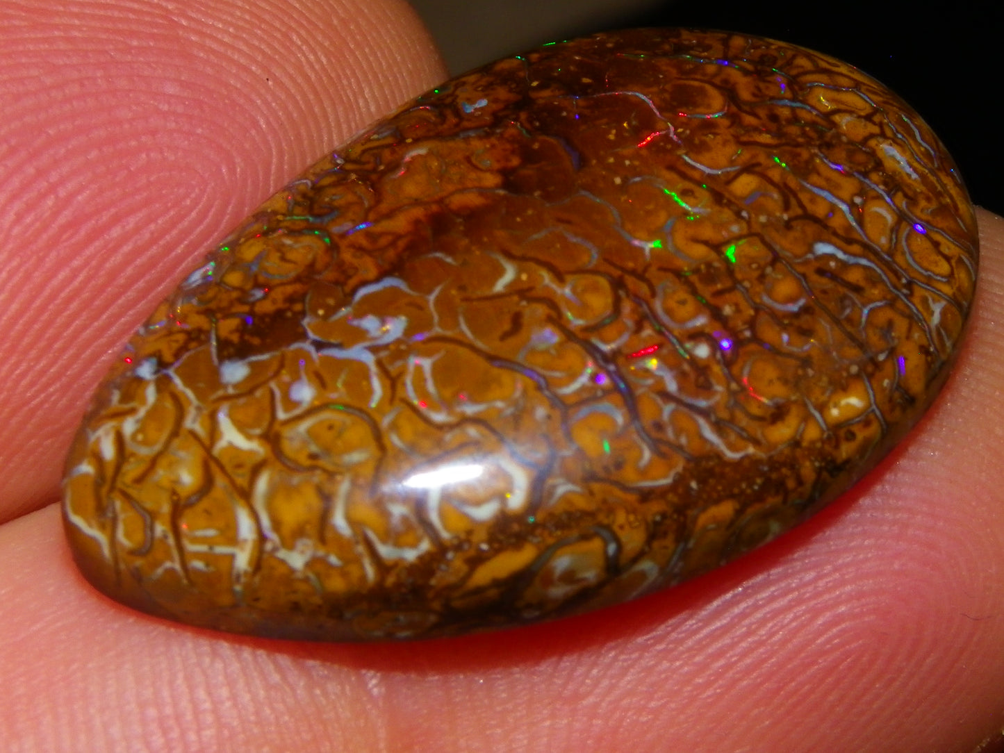 Nice Koroit Opal Skin Nut Cab 23.7cts Red/Green Fires/Patterns Queensland Australia