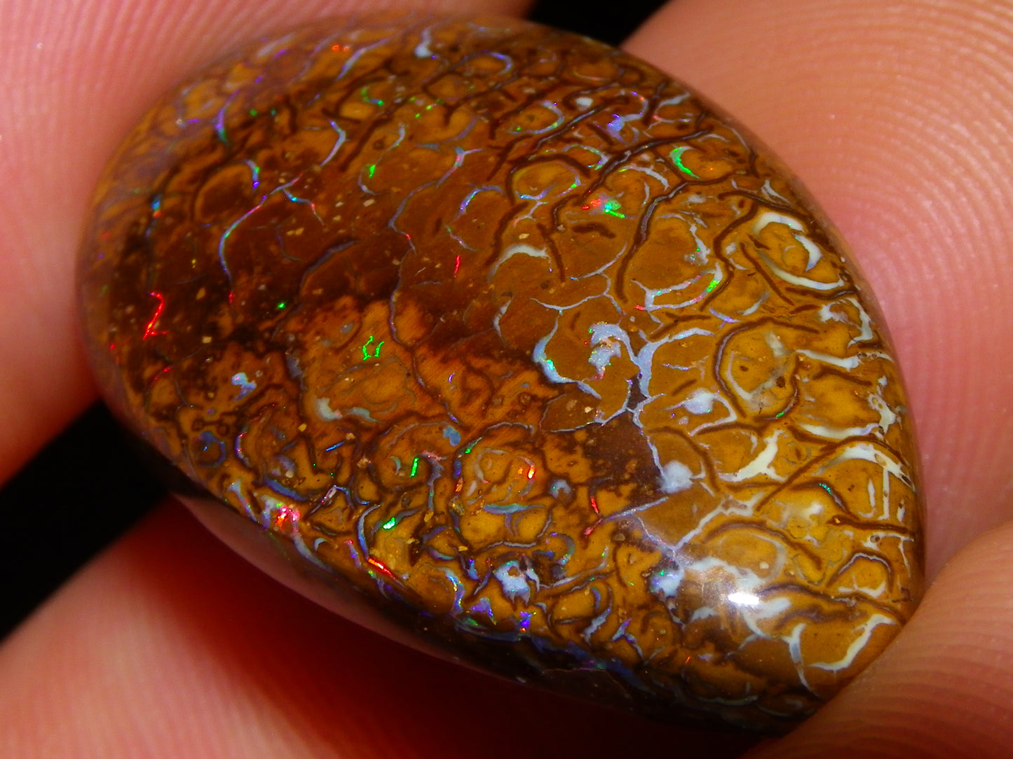 Nice Koroit Opal Skin Nut Cab 23.7cts Red/Green Fires/Patterns Queensland Australia