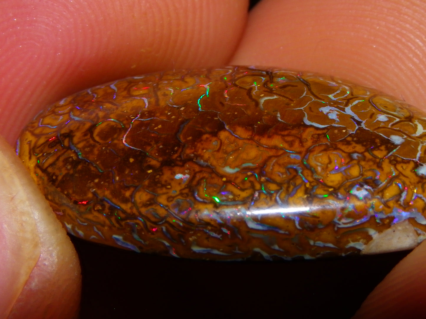 Nice Koroit Opal Skin Nut Cab 23.7cts Red/Green Fires/Patterns Queensland Australia