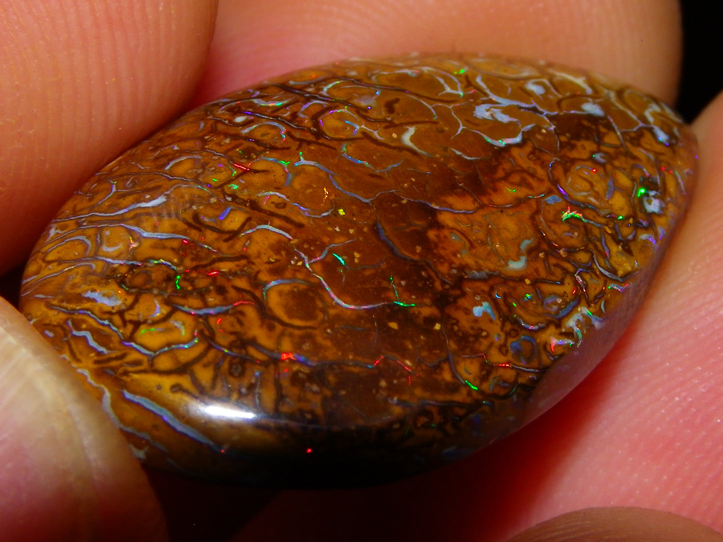 Nice Koroit Opal Skin Nut Cab 23.7cts Red/Green Fires/Patterns Queensland Australia