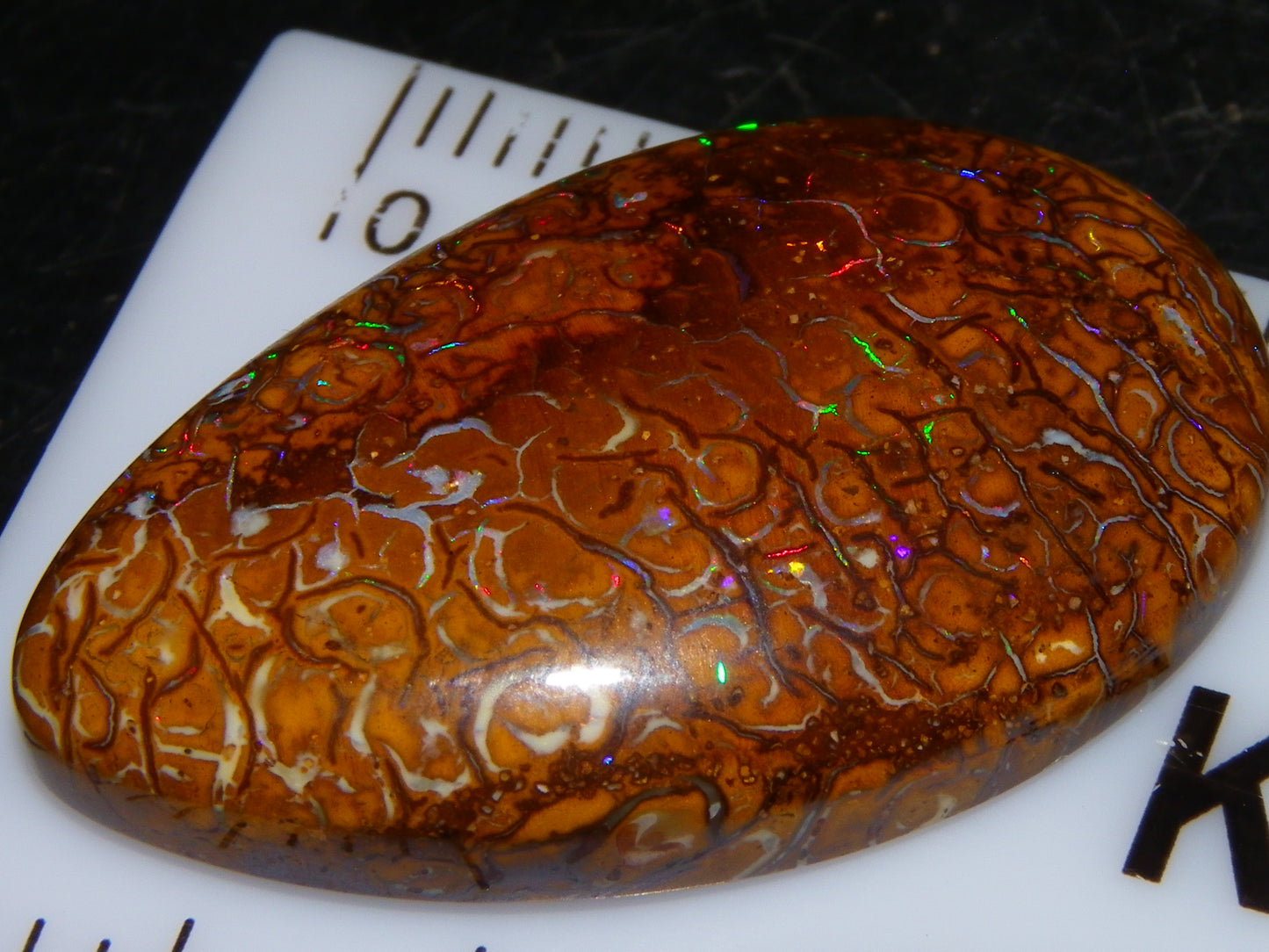 Nice Koroit Opal Skin Nut Cab 23.7cts Red/Green Fires/Patterns Queensland Australia