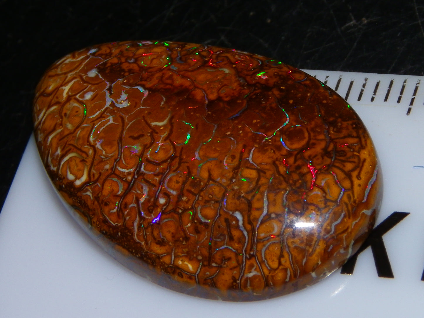 Nice Koroit Opal Skin Nut Cab 23.7cts Red/Green Fires/Patterns Queensland Australia