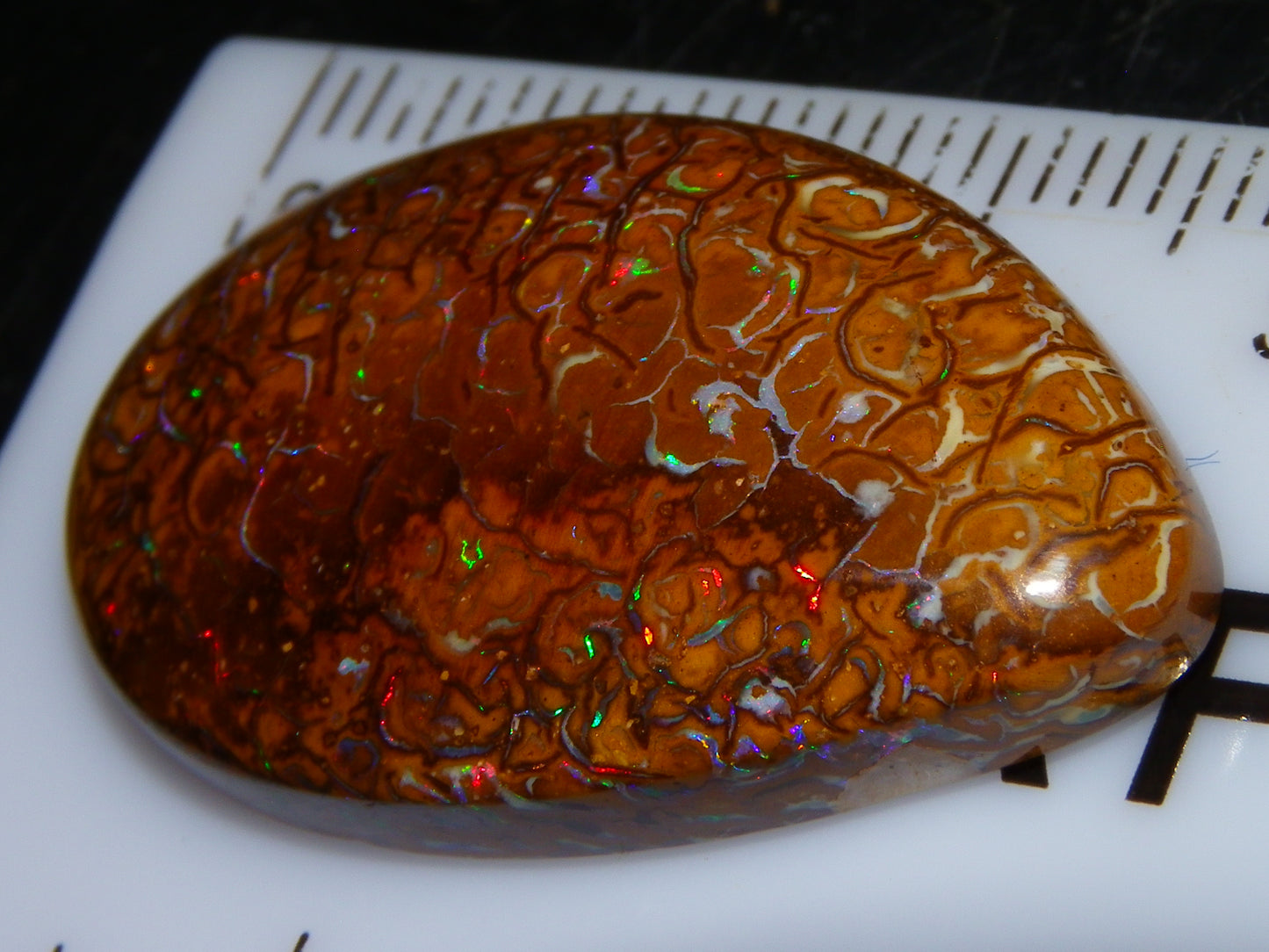 Nice Koroit Opal Skin Nut Cab 23.7cts Red/Green Fires/Patterns Queensland Australia