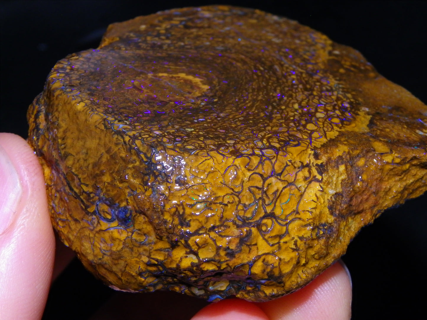 Large Rough/Sliced Koroit Opal Half Nut Specimen 685cts Purple/Blue Fires Qld Au