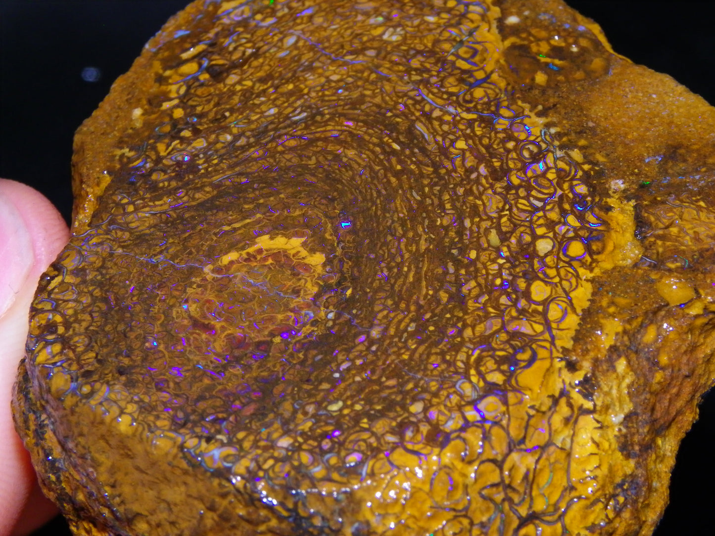 Large Rough/Sliced Koroit Opal Half Nut Specimen 685cts Purple/Blue Fires Qld Au