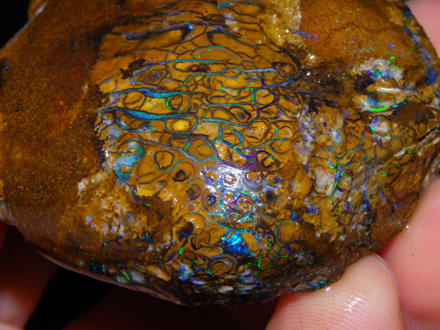 Huge Part Rubbed Koroit Opal Nut/Rough Specimen 649cts Green/Blue Fires/Vein/Patterns Qld Au