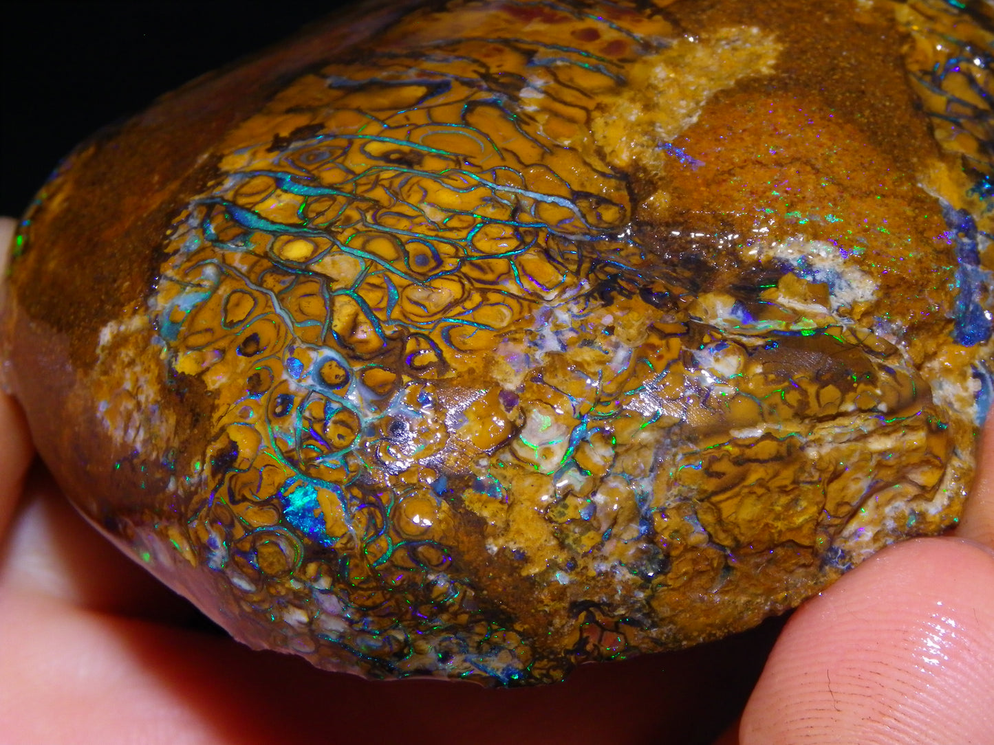 Huge Part Rubbed Koroit Opal Nut/Rough Specimen 649cts Green/Blue Fires/Vein/Patterns Qld Au