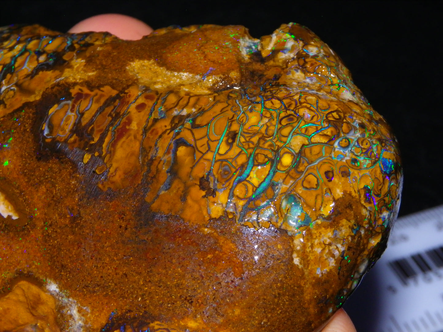 Huge Part Rubbed Koroit Opal Nut/Rough Specimen 649cts Green/Blue Fires/Vein/Patterns Qld Au