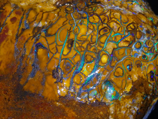 Huge Part Rubbed Koroit Opal Nut/Rough Specimen 649cts Green/Blue Fires/Vein/Patterns Qld Au