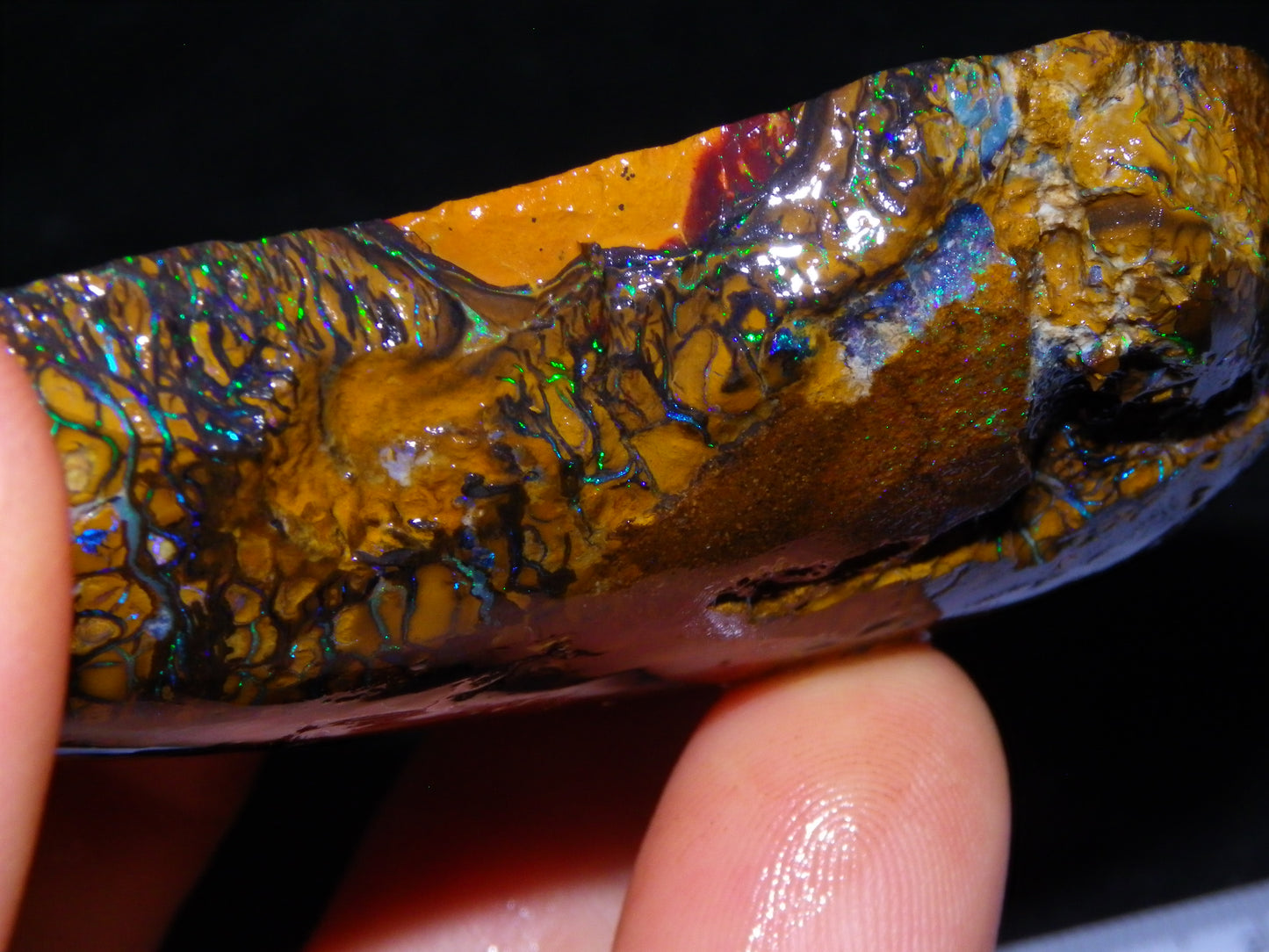 Huge Part Rubbed Koroit Opal Nut/Rough Specimen 649cts Green/Blue Fires/Vein/Patterns Qld Au