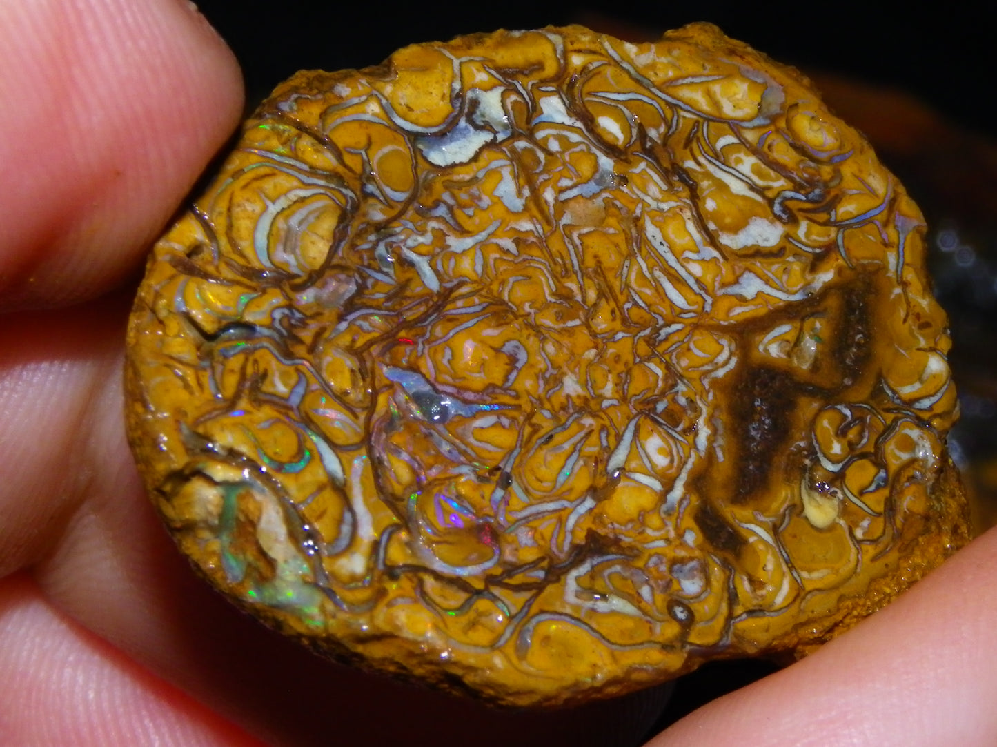 Larger Rough Koroit Opal Rough Parcel 1252cts Nuts/Patterns Some Fires Qld Australia