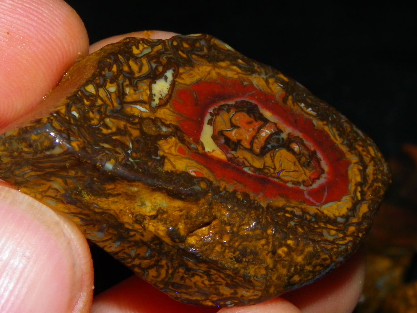 Larger Rough Koroit Opal Rough Parcel 1252cts Nuts/Patterns Some Fires Qld Australia