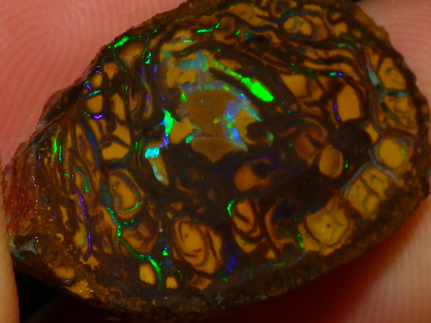 Very Nice Sliced Small Koroit Opal Nut 62.3cts Bright Green/BLue Fires/Patterns