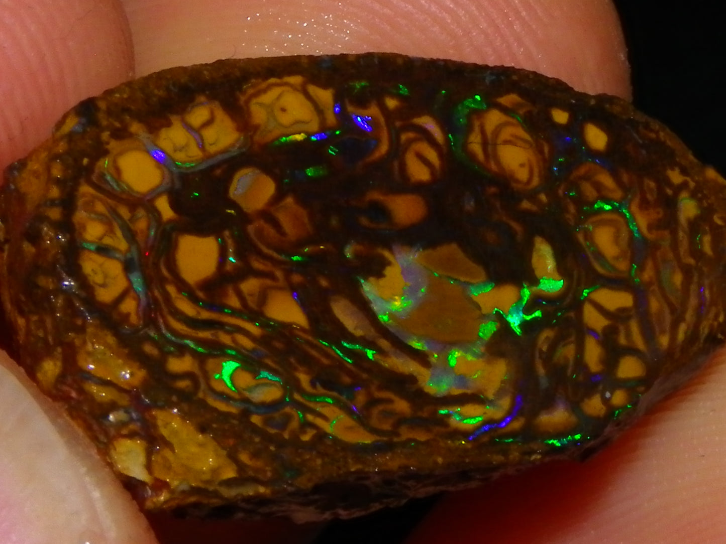 Very Nice Sliced Small Koroit Opal Nut 62.3cts Bright Green/BLue Fires/Patterns