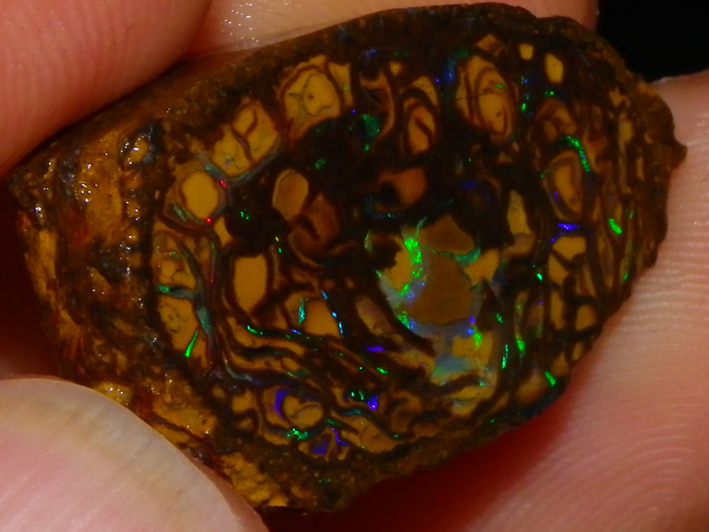 Very Nice Sliced Small Koroit Opal Nut 62.3cts Bright Green/BLue Fires/Patterns