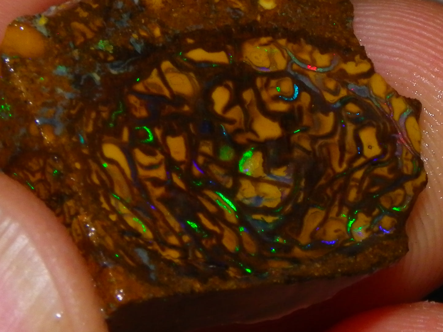 Very Nice Sliced Small Koroit Opal Nut 62.3cts Bright Green/BLue Fires/Patterns